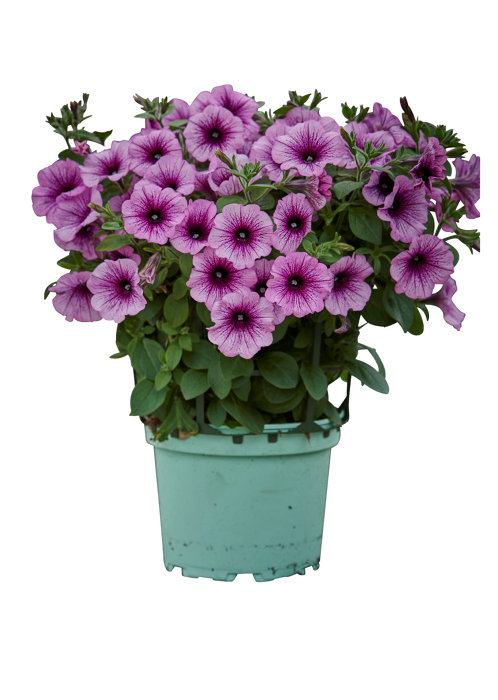 Petunia i 17 cm potte